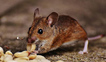 24 Hour & Emergency Exterminators in Vanceboro, NC